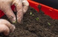 Close-up view of female hands planting young seedlings in box with earth in early spring. Royalty Free Stock Photo