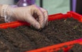 Close up view of female hands planting young seedlings in box with earth in early spring. Royalty Free Stock Photo
