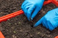 Close-up view of female hands in rubber gloves planting sprouted tomato seeds into a plastic box filled with soil Royalty Free Stock Photo