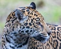 Close-up view of a female Jaguar