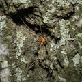 A close-up view of a female spider bearing red eggs on the bark of a birch tree Royalty Free Stock Photo