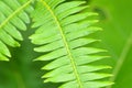 Close up view of a fern leaf Royalty Free Stock Photo