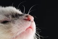 Close up view of ferret face Royalty Free Stock Photo