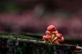 Close up view of few orange
ed mushrooms growing from a old tree stump. Blurred background. Royalty Free Stock Photo