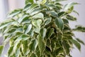 close up view of ficus benjamina kinky leaves.