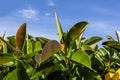 Close up view of Ficus elastica Roxb Royalty Free Stock Photo