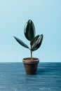 close up view of ficus plant in flowerpot on wooden surface on blue Royalty Free Stock Photo