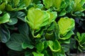 Fiddle Leaf Fig leaves close up view.Green Fiddle Leaf Fig background. Royalty Free Stock Photo