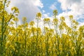 Close up view of a field of blossoming rapeseed