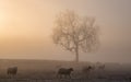 Sheep grazing on a misty frosty morning. Royalty Free Stock Photo