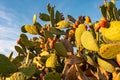 Close up view on field of Prickly Pear Cactus flowers during sunset at Chiesa di San Biagio of Castelmola, Taormina, Sicily,