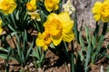 Close-up view of a field of yellow daffodils Royalty Free Stock Photo