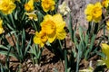 Close-up view of a field of yellow daffodils Royalty Free Stock Photo