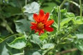 Close up view of a fiery orange color Mexican sunflower blooming in the garden Royalty Free Stock Photo