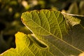 Close up view of fig leaf Ficus carica on a tree Royalty Free Stock Photo