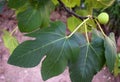 Close-up view of a fig tree with fresh leaves and fruit with a faded background of the garden Royalty Free Stock Photo