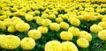 Close up view of a filed of yellow flowers