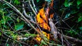 Close up view of fire burning the old dried tree branches and woods in the garden Royalty Free Stock Photo
