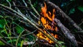 Close up view of fire burning the old dried tree branches and woods in the garden Royalty Free Stock Photo