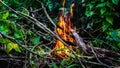 Close up view of fire burning the old dried tree branches and woods in the garden Royalty Free Stock Photo