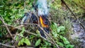 Close up view of fire burning the old dried tree branches and woods in the garden Royalty Free Stock Photo