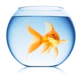 Close up view of fish bowl isolated Royalty Free Stock Photo