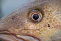 Close up view of fish eye isolated. Beautiful backgrounds Royalty Free Stock Photo