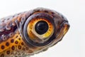 A close-up view of a fish's eye, useful for scientific or educational purposes Royalty Free Stock Photo