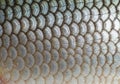 Close-up view of fish scales exhibiting a repeating pattern of Royalty Free Stock Photo