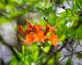 Close-up View of Flame Azalea Flowers Royalty Free Stock Photo