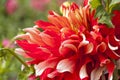 Curly Red and White Dahlia Petals