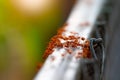 Red ants walk on fence beam during evening.