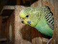 Budgie ready to leave Royalty Free Stock Photo