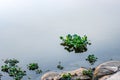 Close up view of floating water hyacinth or eichhornia plant on the river Royalty Free Stock Photo