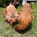 A close-up view of a flock of chickens grazing grass in the yard, organic poultry farming outdoors, a group of free-range birds in