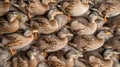 Close up View of a Flock of congregated Ducks with Detailed Feathers in a Poultry Farm