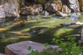 Close up view of flock of fish of colorful koi and big carps in pond.