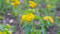 Close up view of flower and bud of yellow lantana(Lantana camara).