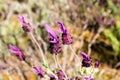 Close up view of flower Lavandula stoechas, Spanish lavender, topped lavender, French lavender, Cantueso