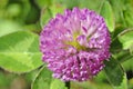 A close up view of a flowering red clover.