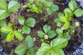 Close up view of flowering strawberry plant in an air pot. Royalty Free Stock Photo