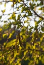 Close up view of flowering yellow catkins on a river birch tree betula nigra in spring, with blue sky background Royalty Free Stock Photo