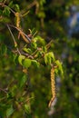 Close up view of flowering yellow catkins on a river birch tree betula nigra in spring, with blue sky background Royalty Free Stock Photo