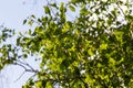 Close up view of flowering yellow catkins on a river birch tree betula nigra in spring, with blue sky background Royalty Free Stock Photo