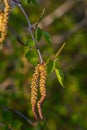 Close up view of flowering yellow catkins on a river birch tree betula nigra in spring, with blue sky background Royalty Free Stock Photo