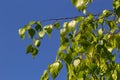 Close up view of flowering yellow catkins on a river birch tree betula nigra in spring, with blue sky background Royalty Free Stock Photo