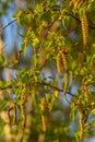 Close up view of flowering yellow catkins on a river birch tree betula nigra in spring, with blue sky background Royalty Free Stock Photo