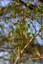 Close up view of flowering yellow catkins on a river birch tree betula nigra in spring, with blue sky background Royalty Free Stock Photo