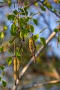 Close up view of flowering yellow catkins on a river birch tree betula nigra in spring, with blue sky background