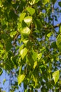 Close up view of flowering yellow catkins on a river birch tree betula nigra in spring, with blue sky background